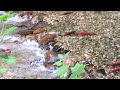 American Dipper swimming with spawning Kokanee. 2