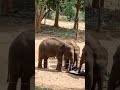 👀The Elephant transit home at Udawalawe in Sri Lanka.🇱🇰❤Baby elephant feeding time.❤