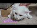 경락 마사지 받는 코코 #beautiful  #똑똑한  #cute  #whitecat  #귀여운  #happylife