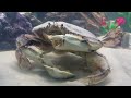 I rescued a huge crab from the grocery store (again)