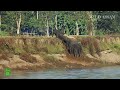 ELEPHANTS CLIMBING 30 FEET HIGH BANK OF DHANSIRI RIVER