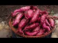 Why didn't I know this before ? - The method of growing sweet potatoes is so great