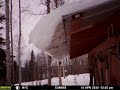 Time lapse of snow sliding off a woodshed, April 2020, Fairbanks, Alaska (CAM655)
