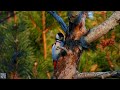 Great spotted woodpecker,Flaggspett,Большой пёстрый дятел,Pic épeiche,Buntspecht,Grote bonte specht