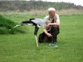 secretary bird chasing and killing a snake