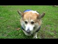 23’静岡deゆるっとコーギー会   Corgi's offline meeting.