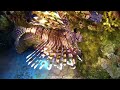Beautiful Underwater Ocean Floor 4K ULTRA HD - Footage Of Colorful Creatures In Ocean