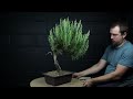 Why Rosemary Bonsai Die & Tricks to Cope