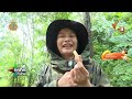 วิถีหา “ยอดตาว” ทำอาหารพื้นถิ่น จ.กาญจนบุรี | วิถีทั่วไทย | 8 ส.ค. 67