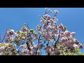 4K | 2024 Osaka Cherry Blossoms | Japan Mint | 造幣局 | 桜の通り抜け  2024 | OSAKA | Japan