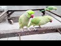 Sweet parrot eating apricot and having lot of fun 😍|| parrot speaks in Urdu&Hindi