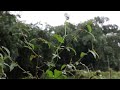 Rain Forest Thunder With birds sounds & Rain Sleep Sounds | White Noise 1 Hours