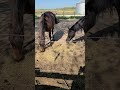 Lightning and Stitches enjoying some hay