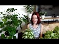 Complete Syngonium Care Guide | Arrowhead Plant Care and Propagation