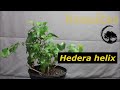 como fazer bonsai de Hedera helix / how to make bonsai from hedera helix