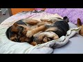 Shar Pei funny moments