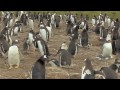 Long video of activity in the gentoo penguin colony