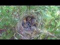 Bird hatching and brooding (HD)