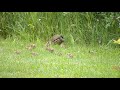 California Quail family