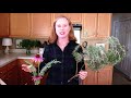 Herb 9 ways to use rosemary