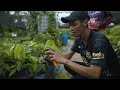 Most Expensive Chocolate in the World (Heirloom Ingredients of Negros Occidental Philippines)