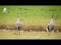 Common Crane Dance | WWT