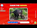 Guess The Animal In 3 Seconds 🐶🐵 170 ANIMALS MEGA QUIZ 🐯