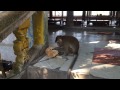 Monkey Preening a Cat--With a Surprise Ending