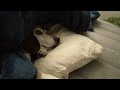 Snuggle Beagle
