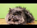 British Longhair-TOP 10 FACTS