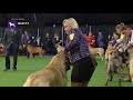 Mastiffs | Breed Judging 2019