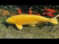 Sweet 15 Year Old Shih Tzu Dog Enjoys Treats 🍖😋 | Crystal Clear Koi Fish Pond Update 💦🐟
