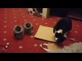 Cat gets into catnip, goes crazy!