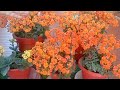 Kalanchoe Flowers Care/क्लोनचो में ढेर सारे फूल पाने   के लिए ध्यान रखें यह जरूरी बातें