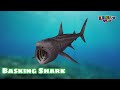 60 Minutes Learn Shark Names In English