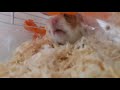 Hamster yawns again!
