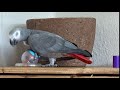 African Grey playing.