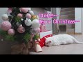 코코야~~ 메리크리스마스♡ (Coco, Merry Christmas) #크리스마스  #beautiful  #whitecat  #cute  #happylife  #coco