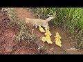 Too funny cute animals!The kitten is a mother duck taking her ducklings on an adventure in the wild