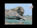 Cheetah Raised by Humans ~ Story of ”Queen