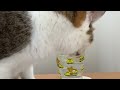 猫 水飲む