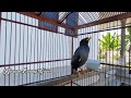 Starling Bird Sounds For relax Part 3