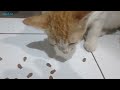 salah satu contoh perbuatan orang usil,kucing ini kumisnya di potong#kucingjalanan