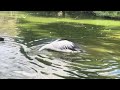 Pelican taking dips