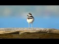 Killdeer | Okay Birds (#20)