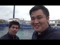 [Dolphin Show] A one-day aquarium work experience transporting sharks and doing a show!? [Beluga]