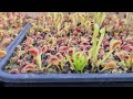 Venus Fly Traps - Growing From Seed, Worth The Wait..