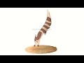 Furret Jumping