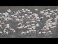 Flamingos in Sambhar Lake