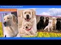 Top 10 Most Friendly Dog Breeds in the World
